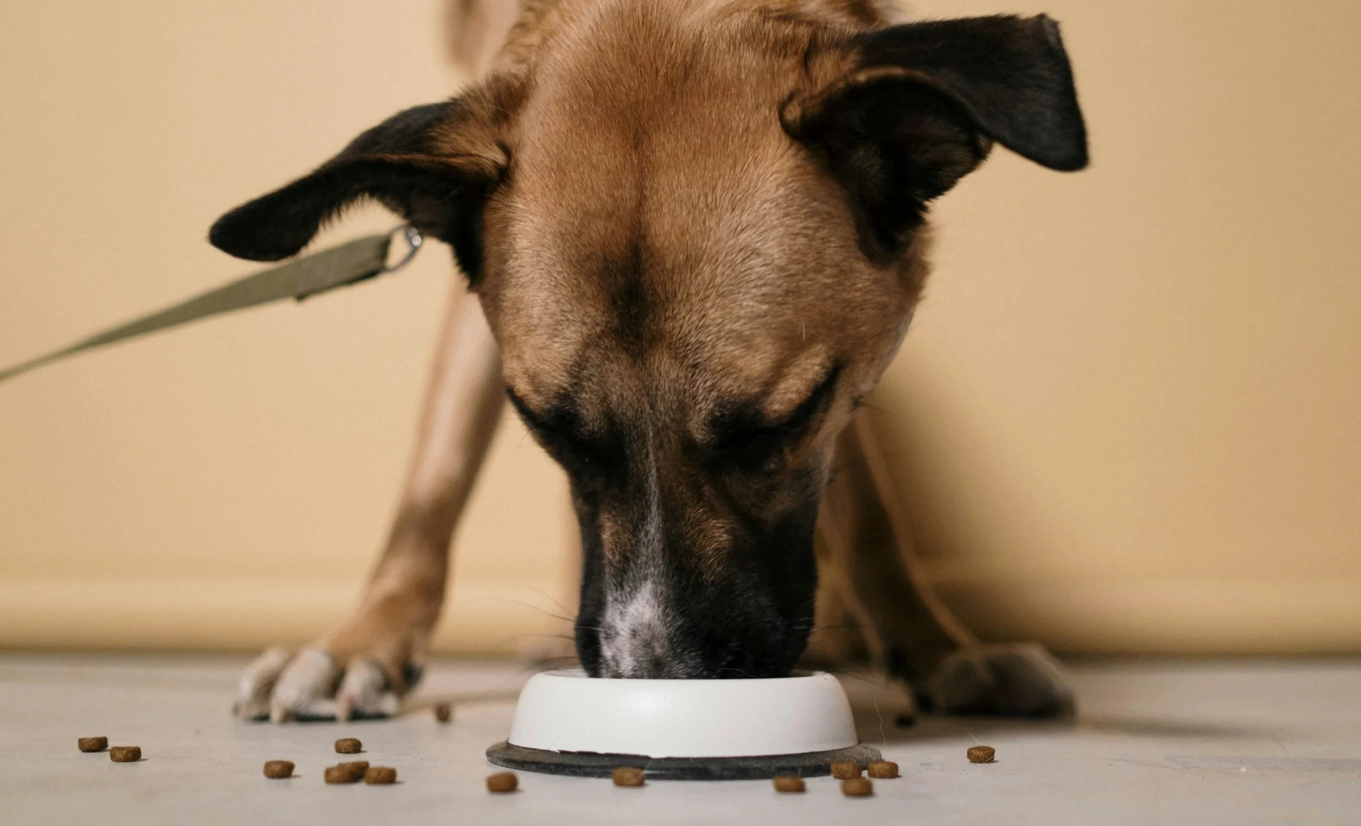 Cachorro com o focinho dentro de um comedouro e ração espalhadas pelo chão