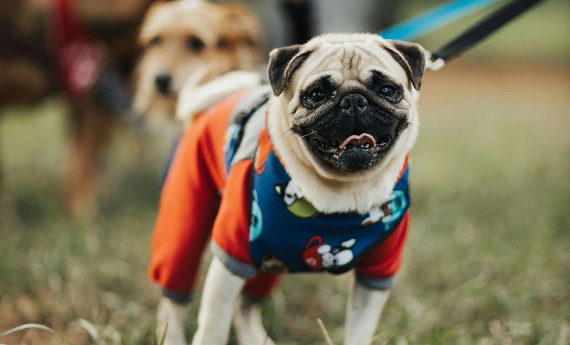 Cachorro usando roupa e coleira